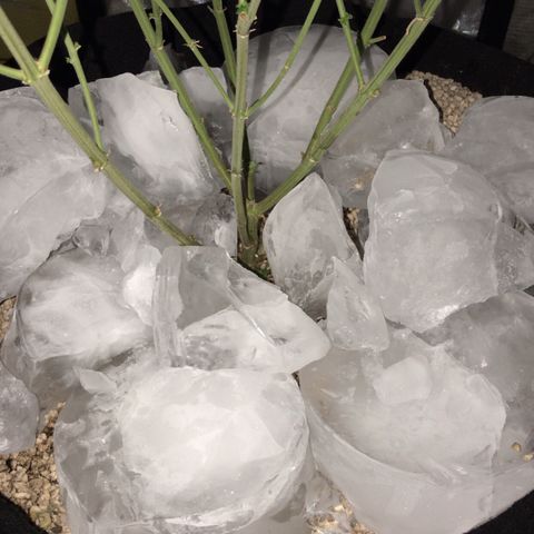 Joanne's CBD growlog timeline photo