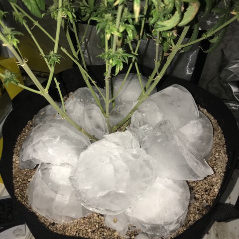 Joanne's CBD growlog timeline photo