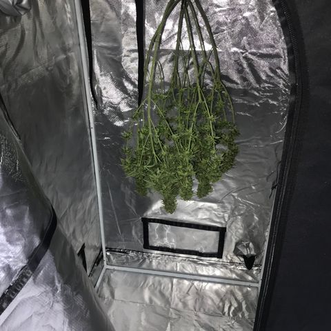 Joanne's CBD growlog timeline photo