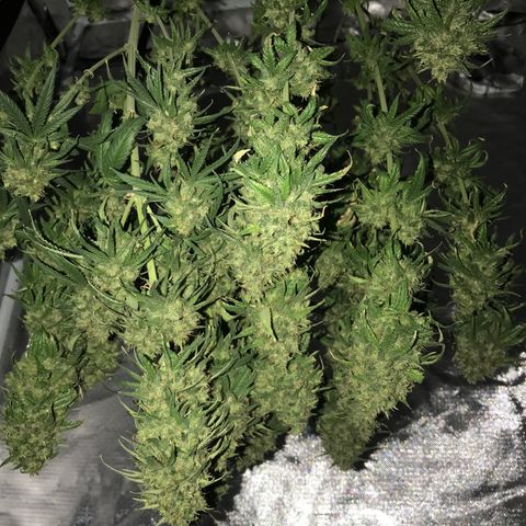 Joanne's CBD growlog timeline photo