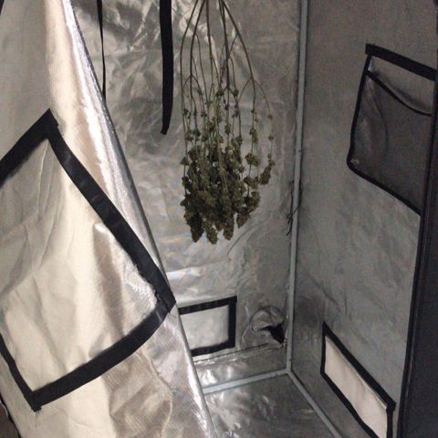 Joanne's CBD growlog timeline photo
