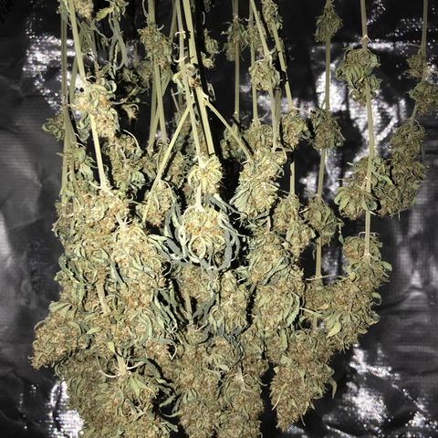 Joanne's CBD growlog timeline photo