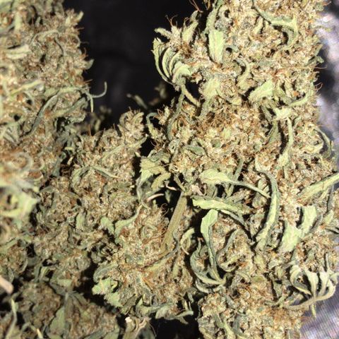 Joanne's CBD growlog timeline photo