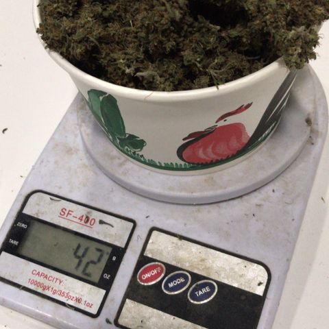 Joanne's CBD growlog timeline photo