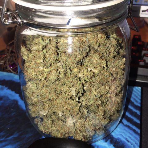 Joanne's CBD growlog timeline photo
