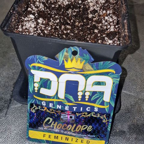 CG - El valle haze growlog timeline photo