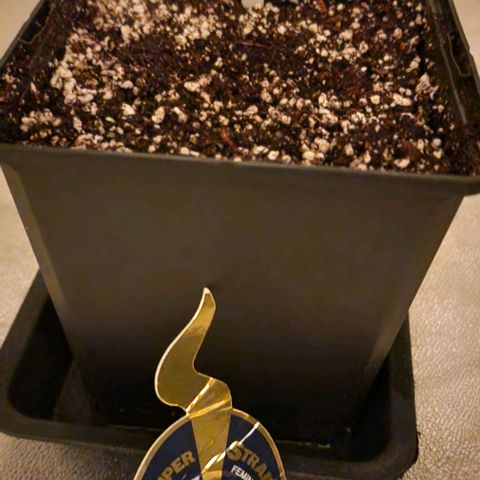 CG - El valle haze growlog timeline photo