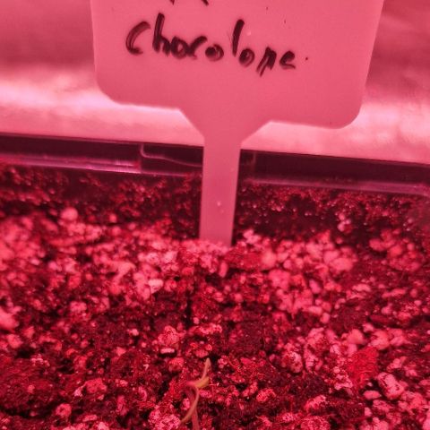 CG - El valle haze growlog timeline photo