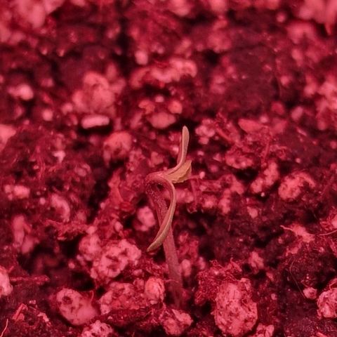 CG - El valle haze growlog timeline photo