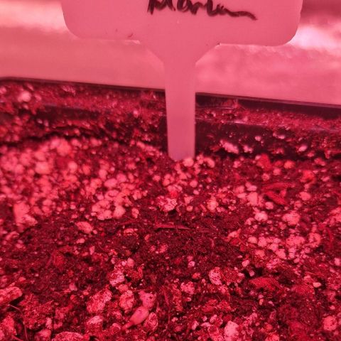 CG - El valle haze growlog timeline photo