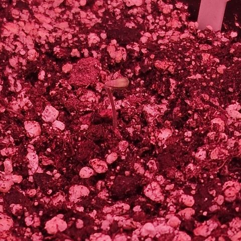 CG - El valle haze growlog timeline photo