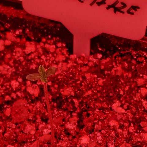CG - El valle haze growlog timeline photo