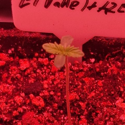 CG - El valle haze growlog timeline photo