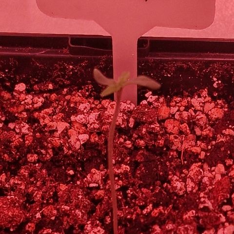 CG - El valle haze growlog timeline photo