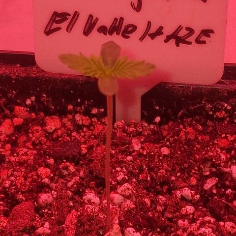 CG - El valle haze growlog timeline photo