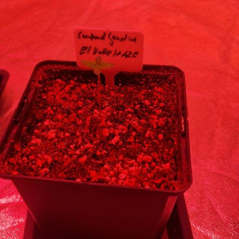CG - El valle haze growlog timeline photo