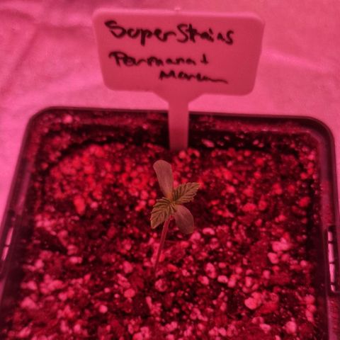CG - El valle haze growlog timeline photo