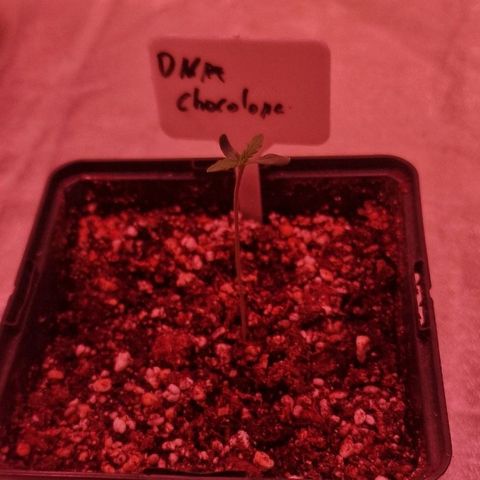 CG - El valle haze growlog timeline photo