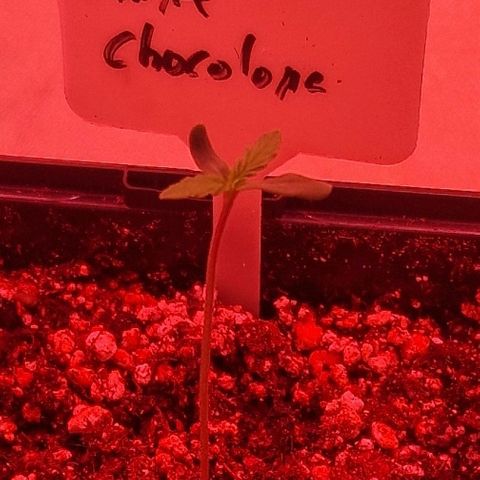CG - El valle haze growlog timeline photo
