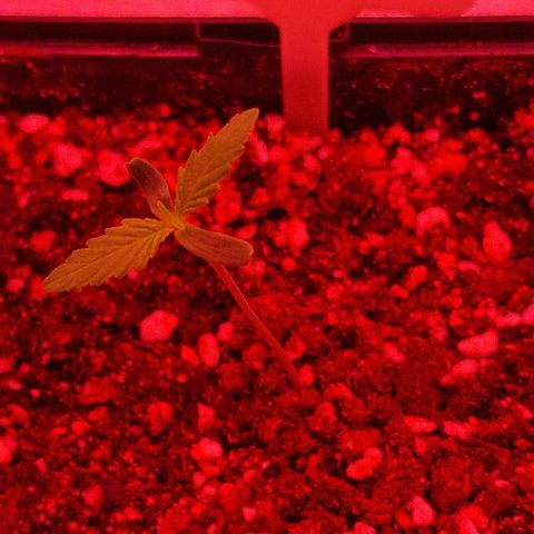 CG - El valle haze growlog timeline photo