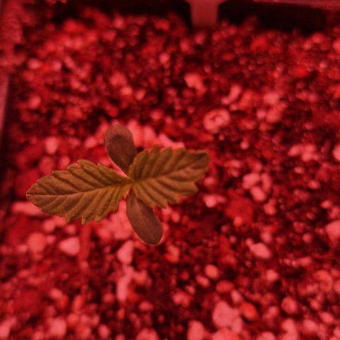CG - El valle haze growlog timeline photo