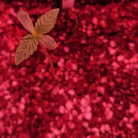 CG - El valle haze growlog timeline photo