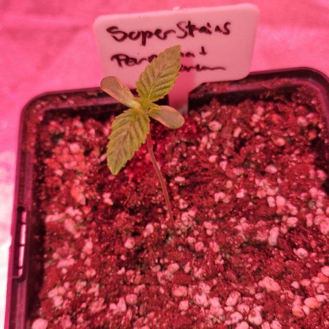 CG - El valle haze growlog timeline photo