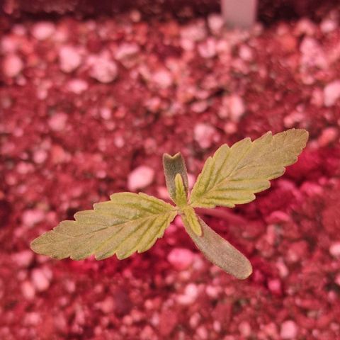 CG - El valle haze growlog timeline photo