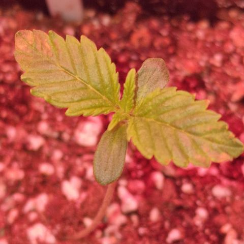 CG - El valle haze growlog timeline photo