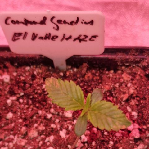 CG - El valle haze growlog timeline photo