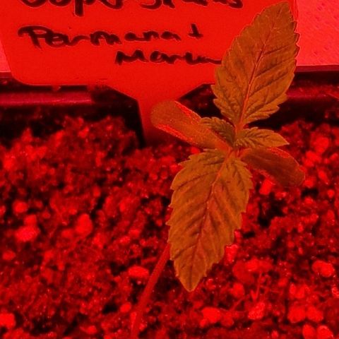 CG - El valle haze growlog timeline photo