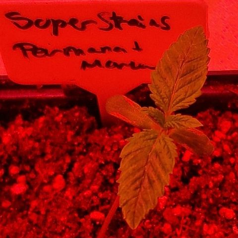 CG - El valle haze growlog timeline photo
