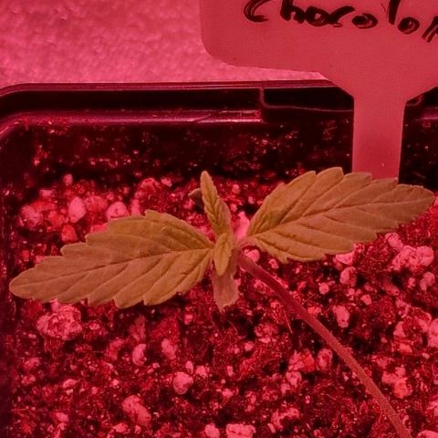 CG - El valle haze growlog timeline photo