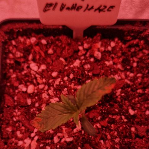 CG - El valle haze growlog timeline photo