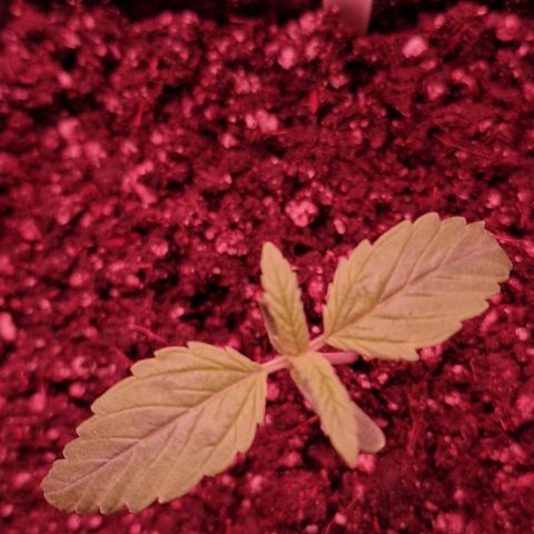 CG - El valle haze growlog timeline photo