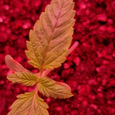 CG - El valle haze growlog timeline photo