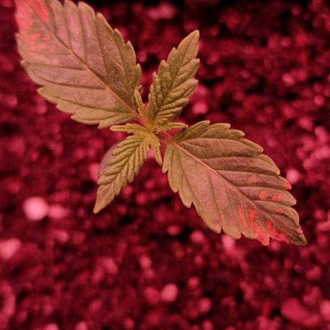 CG - El valle haze growlog timeline photo