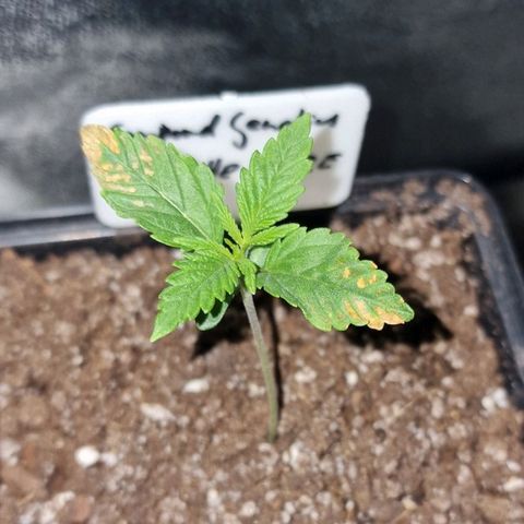 CG - El valle haze growlog timeline photo