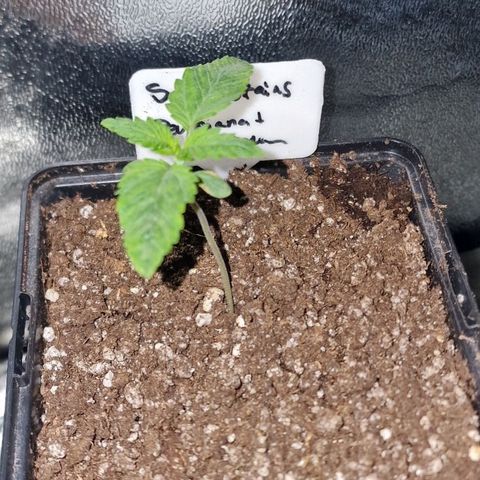 CG - El valle haze growlog timeline photo