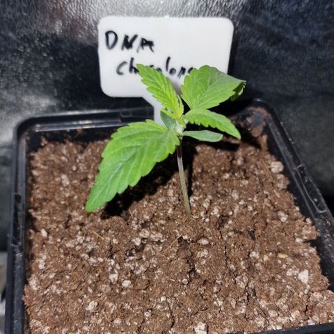 CG - El valle haze growlog timeline photo