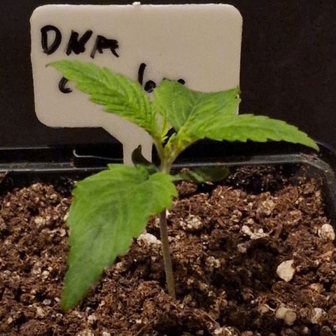 CG - El valle haze growlog timeline photo