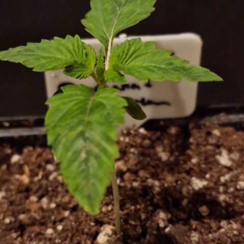 CG - El valle haze growlog timeline photo
