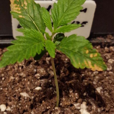 CG - El valle haze growlog timeline photo