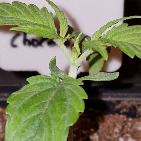 CG - El valle haze growlog timeline photo
