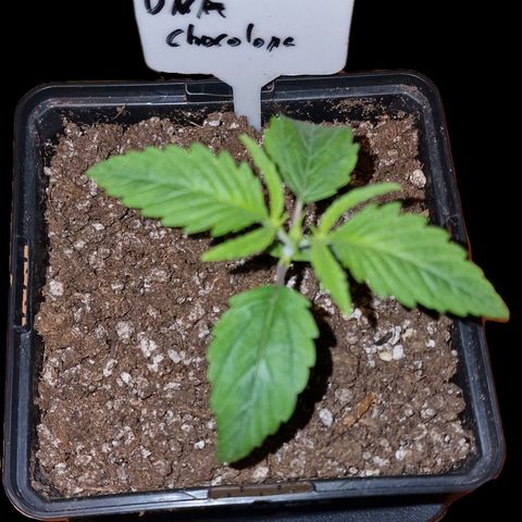 CG - El valle haze growlog timeline photo