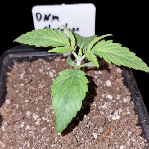 CG - El valle haze growlog timeline photo