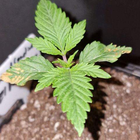 CG - El valle haze growlog timeline photo