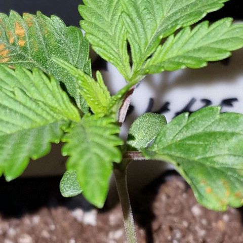CG - El valle haze growlog timeline photo