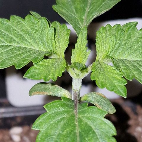 CG - El valle haze growlog timeline photo