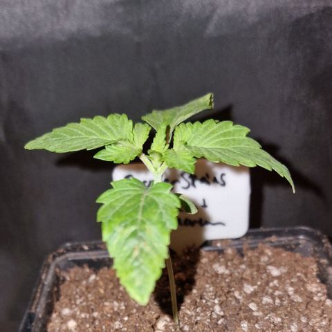 CG - El valle haze growlog timeline photo